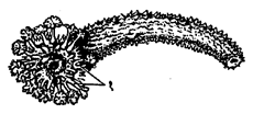 आ. २. सागरी काकडी (होलोथूरॉडिया-वर्ग) : भक्ष्य पकडण्याकरिता संस्पर्शक पसरलेले. (१) संस्पर्शक.