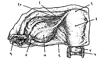 आ. १ अंडकोश. (१) अंडकोशबंध, (२) गर्भाशय-बुघ्न, (३) गर्भाशयशरीर, (४) गर्भाशय-ग्रीवेचा योनिमार्गातील भाग, (५) ‍योनिमार्ग, (६)विस्तृत-बंधाची (कापलेली) कडा, (७) अंडकोश, (८) अंडकोशाचा आलंबी बंध, (९) अंडहिनीचे उदरातील मुख, (१०) अंडवाहिनी