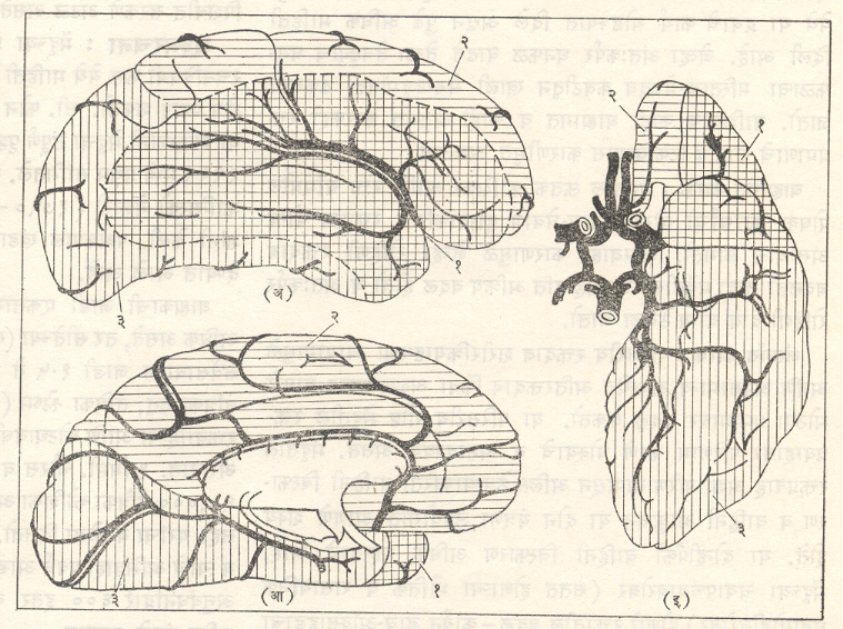 आ.१. प्रमस्तिष्क गोलार्धाला तीन प्रमुख रोहिण्या रक्तपुरवठा करतात ती क्षेत्रे : (अ) पार्श्व दृश्य (आ) अभिमध्य दृश्य (इ) अधो दृश्य : (१) मध्य मस्तिष्क रोहीणी क्षेत्र, (२) अग्र मस्तिष्क रोहीणी क्षेत्र (३) पश्च मस्तिष्क रोहीणी क्षेत्र.