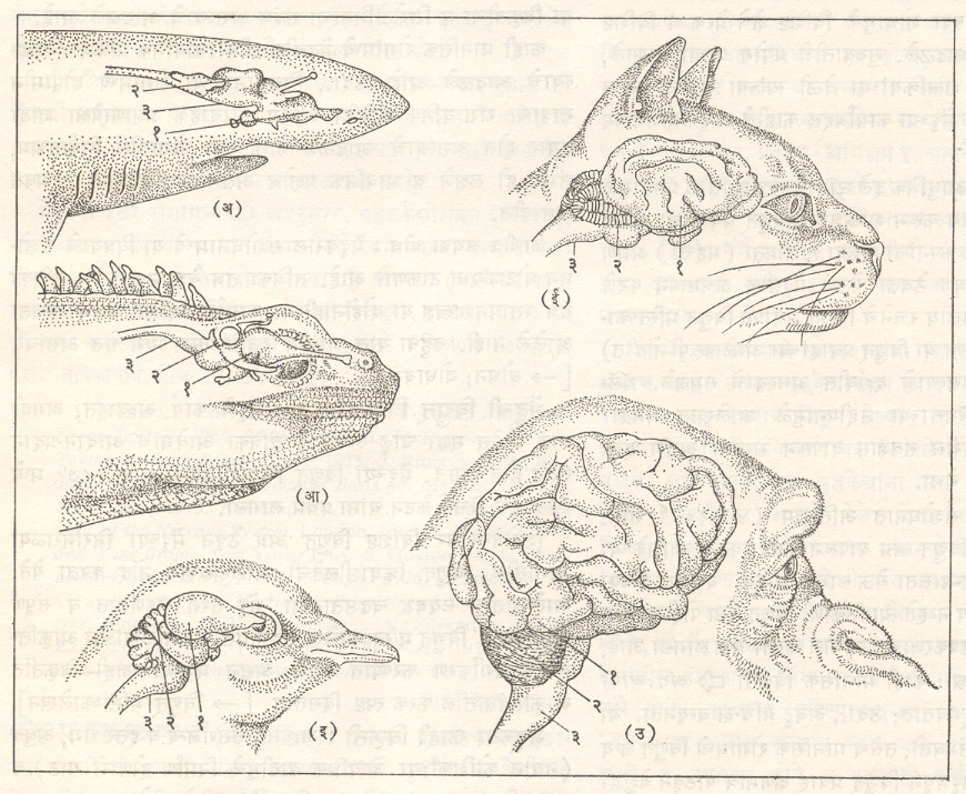 आ.६. काही प्राण्यांतील मेंदू : (अ) शार्क मासा (आ) सरडा (इ) पक्षी (ई) मांजर (उ) कपी: (१) प्रमस्तिष्क, (२) निमस्तिष्क, (३) मस्तिष्क-स्तंभ.