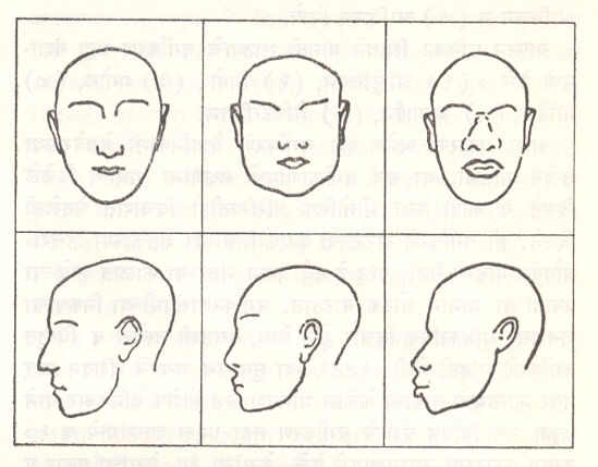 मस्तक व चेहरा : गोऱ्या कातडीच्या (गोरे लोक) मंगोल व निग्रॉईड लोकांचे मस्तक व चेहरा यांचे भेद दर्शविणारे रेखाचित्र.