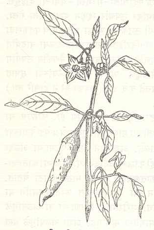 आ. १. लाल मिरची (कॅ. ॲन्यूम प्रकार ॲक्यूमिनॅटम) : फूल व फळासह फांदी
