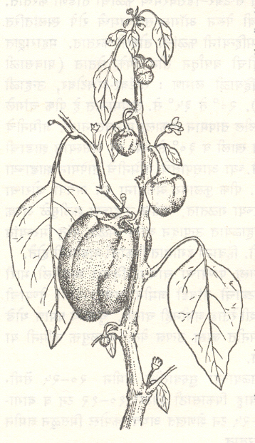 आ. २. भोपळी मिरची (कॅ. ॲन्यूम प्रकार ग्रोसम) : फूलांफळासह फांदी.