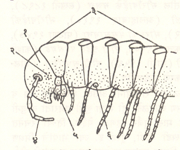 आ. ३. डिप्लोपोडा वर्गातील इयुलस प्रजातीच्या प्राण्याच्या डोक्याचा भाग : (१) डोके, (२) अक्षिका, (३) धड, (४) शृंगिका, (५) जंभ, (६) जननरंध्र. 