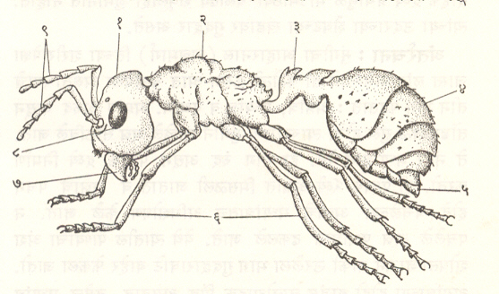 आ. १. मुंगीच्या शरीराची बाह्यरचना : (१) डोके, (२) वक्ष, (३) कंबर, (४) उदर, (५) नांगी, (६) पाय, (७) जबडा, (८) डोळे, (९) मिशा (संस्पर्शक).
