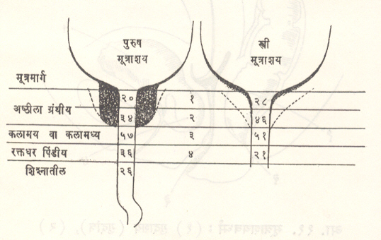 आ. ९. मूत्रमार्गातील प्रतिरोध