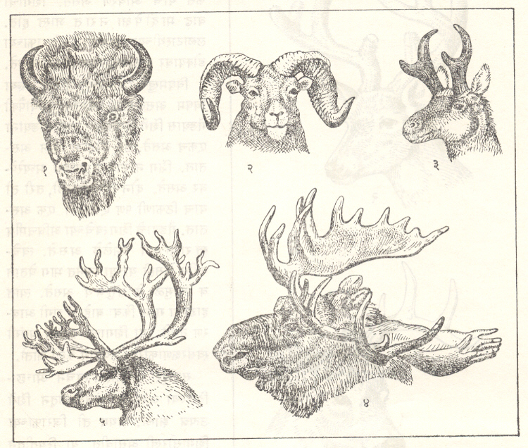 आ. ४. काही प्राण्यांची मृगशृंगे : (१) गवा, (२) वन्य मेंढी (बिग हॉर्न), (३) प्राँगहॉर्न, (४) मूस, (५) रेनडियर. 
