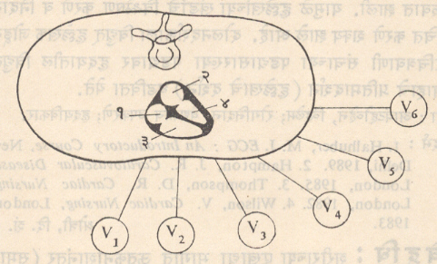 आ. ७. आडव्या प्रतलातून छातीवरील सहा ताराबंधांची हृदयाकडे पाहण्याची बदलती दिशा : (१) उजवे अलिंद, (२) डावे अलिंद, (३) उजवे निलय, (४) डावे निलय. 