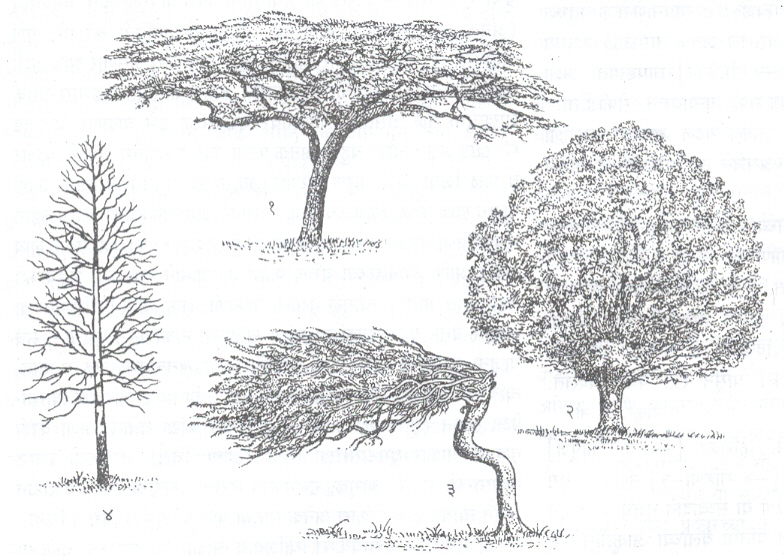 वृक्षांचे काही सामान्य आकार : (१) बाभूळ (छत्रीसारखे), (२) ॲश (घुमटी), (३) दिवी-दिवी (विद्रूप), (४) क्वेकिंग ॲस्पेन (त्रिकोणी).