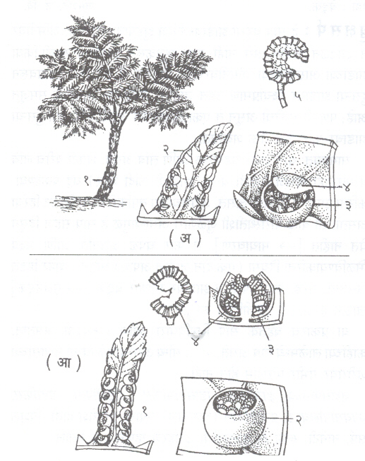 वृक्षी नेचे : (अ) सिबोटियम : (१) वृक्ष, (२) बीजुककोश पुंजयुक्त दलक, (३) बीजुककोश पुंज (४) पुंजत्राण, (५) बीजुककोश (आ) अल्सोफिला : (१) बीजुककोश पुंजयुक्त दलक (२) बीजुककोश पुंज (३) बीजुककोश पुंजाचा उभा छेद, (४) बीजुककोश.
