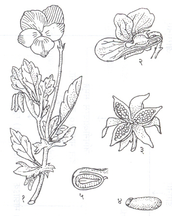 पॅन्सी (व्हायोला ट्रायकलर): (१) फूल व पाने यांसह वनस्पती, (२) फुलाचा उभा छेद, (३) तडकलेले फळ, (४) बीज, (५) बिजाचा उभा छेद.