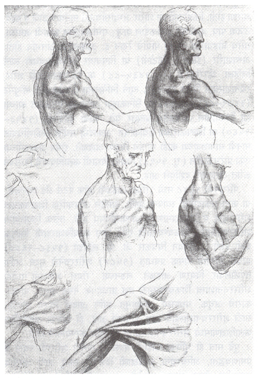 पुरुषाचे व खांदे यांची अभ्यास - रेखाटने (१५१०) - लिओनार्दो दा व्हींची. 