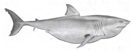 आ. १. ग्रेट व्हाइट शार्क 