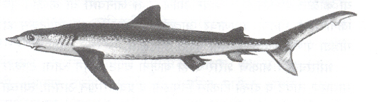 आकृती. ३. ग्रेट ब्ल्यू शार्क