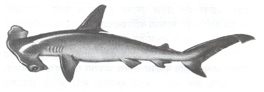 आकृती. ४. स्मूथ हॅमरहेडेड शार्क