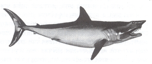 आ. ५. मॅको शार्क