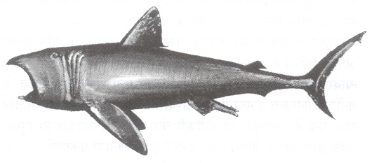 आ. ७. बास्किंग शार्क