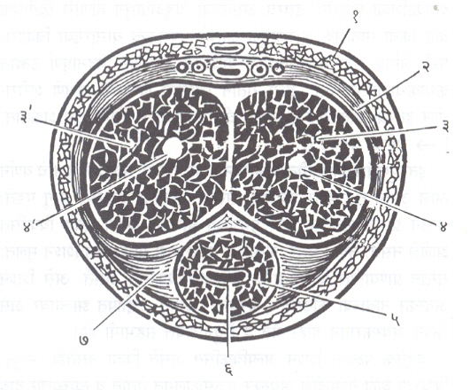 आ. २. शिश्नाच्या मुख्यांगाचा आडवा छेद: (१) त्वचा, (२) त्वचेखालील सैल ऊतक, (३,३) कुहर काय, (४, ४) कुहर कायातील मध्यवर्ती रोहिणी, ५) छिद्रिष्ट काय, (६) मूत्रमार्ग, (७) उत्थानक्षम ऊतकांभोवती असलेली गभीर प्रावरणी. 