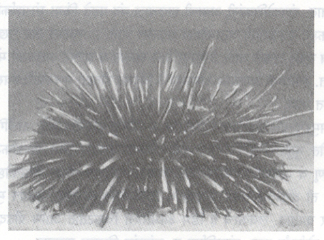 आ. 1. जांभळा समुद्री अर्चिन : ताठ काटयांमध्ये इकडेतिकडे पसरलेल्या बारीक संस्पर्शकासारख्या नालपादांमुळे समुद्री अर्चिन हालचाल करू शकतात.