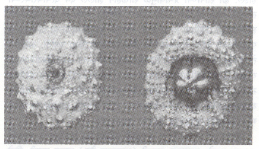 आ. 2. प्रातिनिधिक समुद्री अर्चिनाचे कवच : काटे काढून टाकल्यानंतरचे पृष्ठीय दृश्य ( डावीकडील ) उघडलेले मुख आणि त्यामधील पाच दात दिसणारे अधर दृश्य (उजवीकडील).