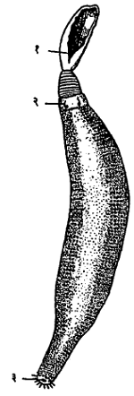 एकियूरस पॅलॅसिआय अधर दृश्य : (१) खोबण असलेल्या शुंडाच्या टोकाशी असलेले मुख, (२) अधर अंकुश, (३) गुदद्वार.