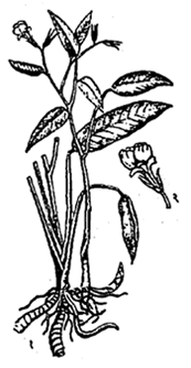आराख्ट (वेस्ट इंडियन ॲरोख्ट) : (१) ग्रंथिक्षोडासह वनस्पती, (२) फूल.