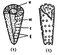 आर्किओसायायिडांपैकी दोन प्रकारच्या प्राण्यांच्या जीवाश्मांचे नमुने : (अ) पडदे, (आ) आंतर भित्ती, (इ) बाह्य भित्ती, (ई) छिद्रे.