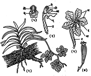 ऑर्किडेसी (आमर-कुल) : रास्ना (१) संपूर्ण वनस्पती, (२) फूल, (३) ओठ व परिदले काढलेले फूल, (४) फळ (बोंड), सालंमिश्री : (५) स्तंभाचा भाग. (अ) परिदले, (आ) ओठ, (इ) स्तंभ, (उ) किंजपुट, (ए) शुंडिका, (ऐ) किंजल्क, (ओ) परागकोश, (औ) परागपुंज.