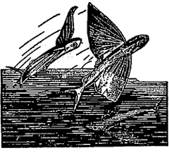 उडणारे मासे (एक्झॉसीटस)