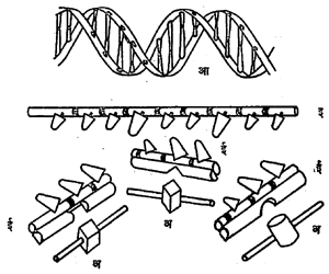 आ. ५. प्रथिन-निर्मितीची सिद्धता : (अ) ॲमिनो अम्ले, (आ) डी-एनए, (इ) संदेशक आरएंनए, (ई) रूपांतर करणारे आरएनए.