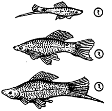 आ. ७. असिपुच्छ माशाच्या मादीचे नरात झालेले रूपांतर (१) नर, (२) मादी, (३) मादीचे नरात झालेले रूपांतर.