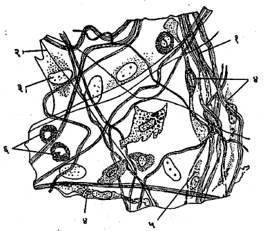 आ. ७. अवकाशी ऊतक. गिनीपिगच्या अवकाशी ऊतकाचे तंतू व कोशिका - (१) शुभ्र तंतूंचे पुंजके, (२) अत्यंत सूक्ष्म प्रत्यास्थ तंतू, (३) तंतुप्रसुकोशिका, (४) जाल कोशिका, (५) प्लाविका केशिका, (६) अम्लाने अभिरंजित होणाऱ्या श्वेतकोशिका.