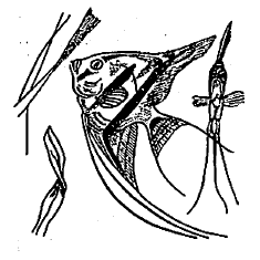 एंजल-मासा (टेरोफायलम स्केलेर): मध्यभागी नर व उजव्या बाजूस (पुढून दाखविलली) मादी.