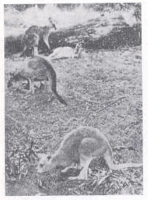 कांगारू : ऑस्ट्रेलियातील प्रमुख प्राणी