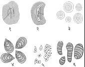 आ. २. सूक्ष्मदर्शकाखाली दिसणारे स्टार्चाचे विविध आकार : (१) मका, (२) वाटाणा, (३) गहू, (४) बटाटा, (५) तांदूळ, (६) केळ.