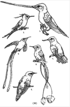 (अ) विविध प्रकारचे हमिंग पक्षी : (१) वायर क्रेस्टेड थॉर्नटेल (पॉपेलेरिया पॉपेलेरी) , (२) सोअर्डबिल (एन्सिफेरा एन्सिफरा), (३) ब्लॅक-टेल्ड् ट्रेनबिअरर (लेसबिया व्हिक्टोरीई), (४) मार्व्हलस स्पॅट्युलटेल (लोड्डिजेशिया मिराबिलिस) , (५) फायरी-टेल्ड् ॲविबिल (ॲव्होसॅट्ट्युला रेकर्व्हीरोस्ट्रिस), (६) पर्पल-बॅकड् थॉर्नबिल (रॅम्फो-मायक्रॉन मायक्रोर्‍हिंकम) .