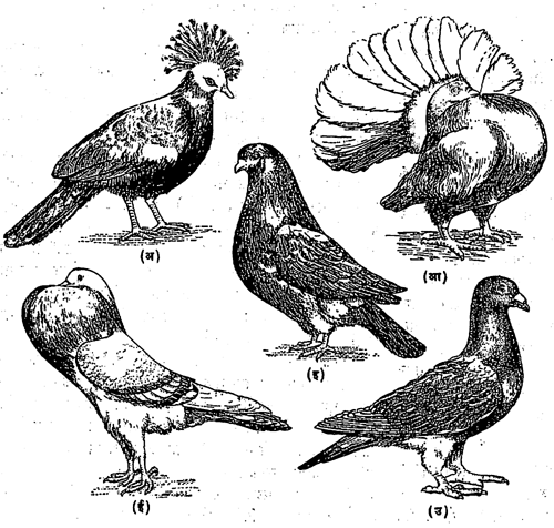 आ. २. कबूतरांचे काही प्रकार : (अ)मुकुटधारी कबूतर, (आ) लक्का, (इ) गिर्रेबाज, (ई) बुदबुदा, (उ) शर्यती कबूतर. 