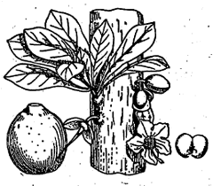 कॅलबाश वृक्ष (फूल, फळ व बी यांसह)