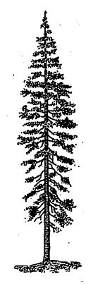 आ. १. शंकमंत वृक्ष : (पाइन, हेमलाँक,स्प्रूस,फर,सीडार इ. वृक्षांचे सामान्य स्वरूप).