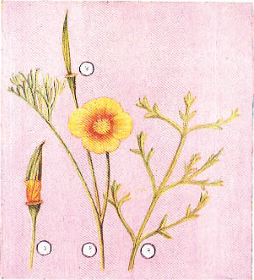 एशोल्ट्‌झिया कॅलिफोर्निका (कॅलिफोर्निका पॅापी) : (१) फूल व फलांसह फांदी, (२) पान, (३) उमलती कली,(४) फल.