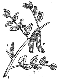 कॅरोब वृक्ष : (१) फांदी, (२) संयुक्त पान, (३) फुलोरा, (४)शिंबा.