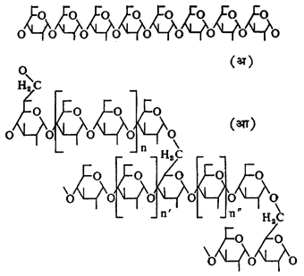 अमायलोज व अमायलोपेक्टीन यांची संरचना : (अ) अमायलोज, (आ) अमायलोपेक्टीन.