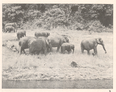पेरियार अभयारण्यातील हत्तीचा कळप