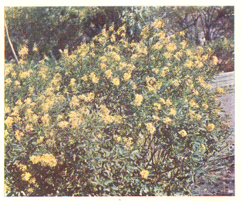 गाल्फिमिया ग्लॉका : फुलोऱ्यासह वनस्पती.
