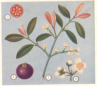 कोकम : (१) फुलांसह फांदी, (२) नरफुलांचा गुच्छ, (३) फळ (रातांबा), (४) फळाचा आडवा छेद.