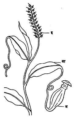 आ. ४. नेपेंथिस : (अ) कलश, (आ) पानाचा देठ, (इ) पुष्पबंध.