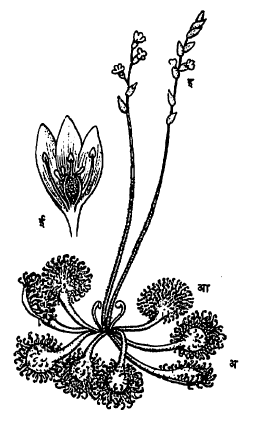आ. ६. ड्रॉसेरा : (अ) पानांचा गुच्छ, (आ) प्रपिंडयुक्त केस, (इ) पुष्पबंध, (ई) फुलाचा छेद.