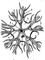 आ. २. अँटेडॉनाच्या मुखपृष्ठाचे दृश्य : (१) बाहू, (२) कटोर, (३) पिच्छिका, (४) गुदद्वार, (५) चरणार-प्रसीता, (६) मुख.
