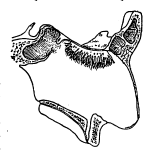 आ. १. नाकाच्या मधल्या पडद्यातील उजव्या बाजूच्या गंध तंत्रिका शाखा व गंधवाही क्षेत्र. 
