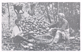 कोको : घानाचे प्रमुख उत्पादन